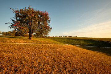 Sunset in an countryside landscape with a beautiful single tree on fields with grass, blue sky and houses far away in the background. Seen in Franconia / Bavaria, Germany near Kalchreuth in September