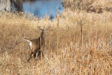 Buck Whitetail Deer in Colorado During the Fall Rut