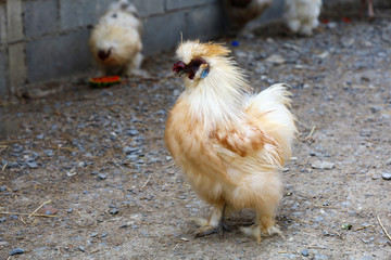 The brown  Silky Chicken walking in garden at thailand