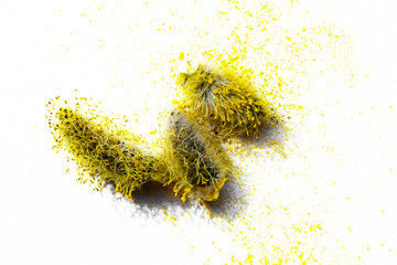Willow buds with yellow pollen on a white background, allergy and early spring concept