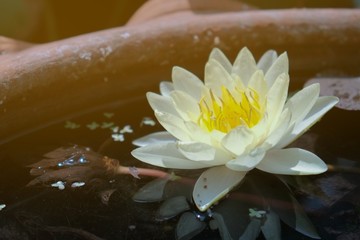 White lotus flower in the morning