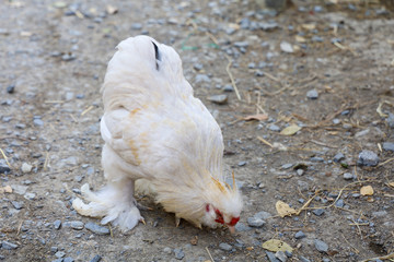 The white  Silky Chicken walking in garden at thailand