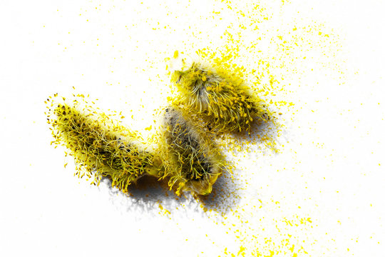 Willow Buds With Yellow Pollen On A White Background, Allergy And Early Spring Concept