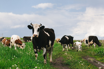 A herd of cows grazing on a green meadow