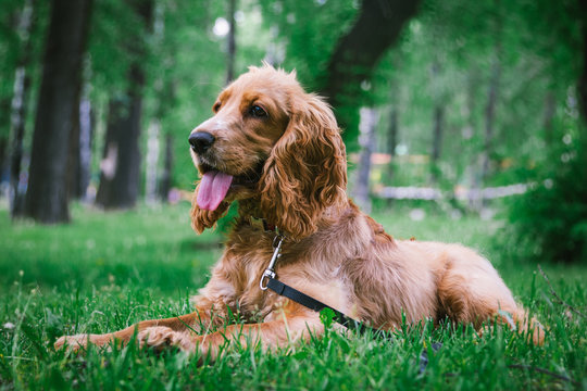 English Cocker Spaniel lying on a green lawn
