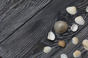 Starfish, pebbles and many different seashells. On brushed pine boards painted in black and white.