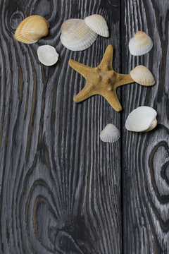Starfish and many different seashells. On brushed pine boards painted in black and white.