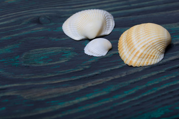 Sea shells of different shapes and sizes. On brushed pine boards painted black and green.
