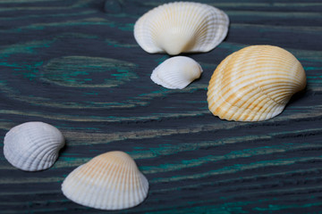 Sea shells of different shapes and sizes. On brushed pine boards painted black and green.