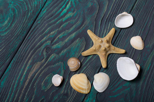 Starfish and many different seashells. On brushed pine boards painted black and green.