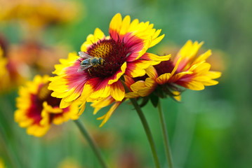bee on yellow flower