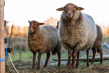 Coburger Fuchsschaf auf dem Auslauf im Winter
