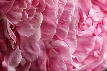 Closeup view of beautiful blooming peony as background. Floral decor