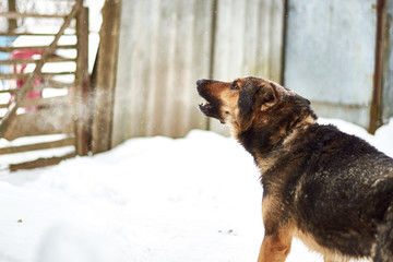 A large dog on a chain barks guarding the territory in winter.