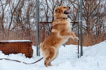 Large, beautiful red, cheerful dogs run and jump joyfully on a snow-covered area in the countryside
