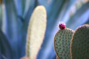Fleur de cactus