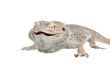 Bearded lizard (Pogona barbata) isolated on white. Exotic pet