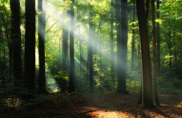 Beautiful sunrise in green forest © Piotr Krzeslak