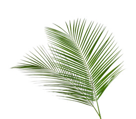 Beautiful lush tropical leaves isolated on white