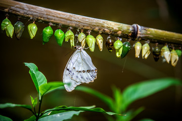 A butterfly hung on a branch where many cocoons of caterpillars hang. Vienna. Austria