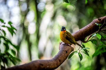 A bright Black-crested bulbul sits on a branch and looks at the camera. Vienna. Austria