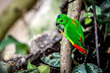 A bright parrot sits on a branch and pecks a grape. Vienna. Austria
