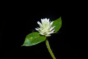 white flower on black background