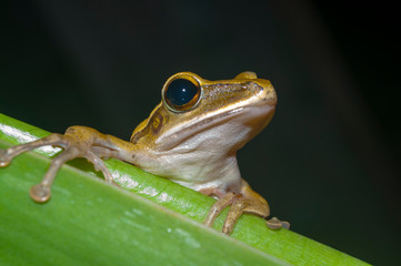 frog on leaf