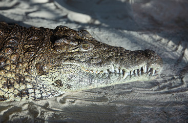 Fototapeta premium Nile Crocodile (Crocodylus niloticus) resting