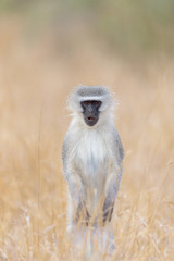 Vervet monkey baby with mom in the wilderness of Africa