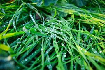 grass with water drops