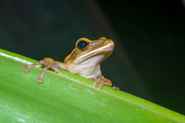 frog on leaf