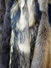 skins of natural long-pile fur