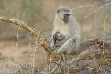 Vervet monkey baby with mom in the wilderness of Africa
