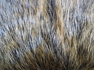 skins of natural long-pile fur