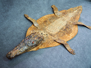 the texture of crocodile skin