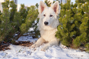 Horizontal image of an animal in winter in snow. Dog on walk in bright Sunny day.