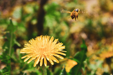 bee on a yellow flower