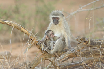 Vervet monkey baby with mom in the wilderness of Africa