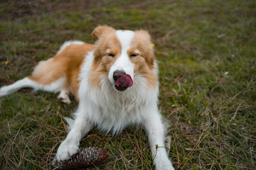 Dog in the bush licking his face and playing with a pineapple