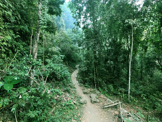 green topical forest. stunning view. mistreats forest