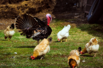 Turkey and chickens graze on the farm. Growing environmentally friendly and healthy meat.
