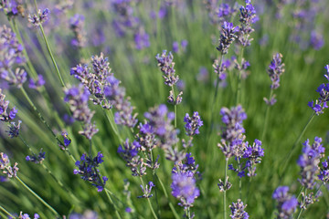 horizontal closeup photo of lavender flowers in the morning