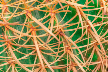 close up. Cactus thorns for the background