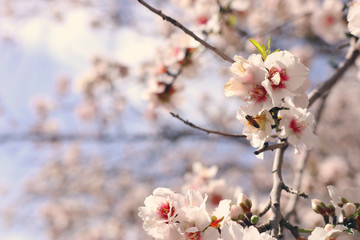 background of spring cherry blossoms tree. selective focus