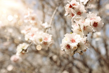 background of spring cherry blossoms tree. selective focus