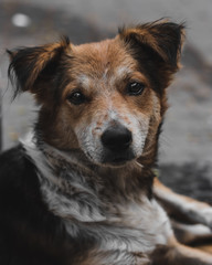 A Portrait of a stray dog 