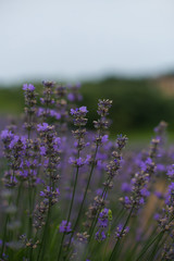 closeup vertical photo of lavender flowers on nature background