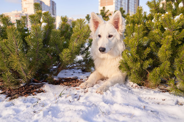 Horizontal image of an animal in winter in snow. Dog on walk in bright Sunny day.