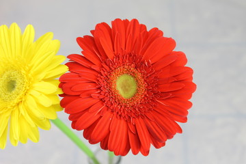 yellow and red daisy